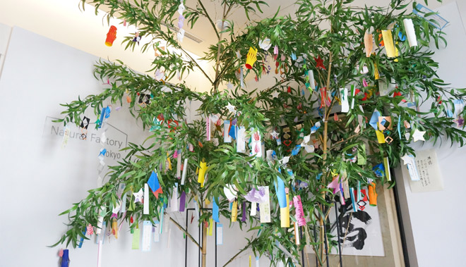 bamboo-leaf-image01