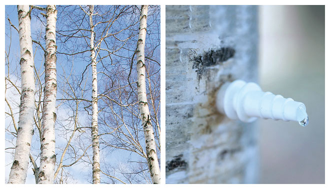 birch-tree