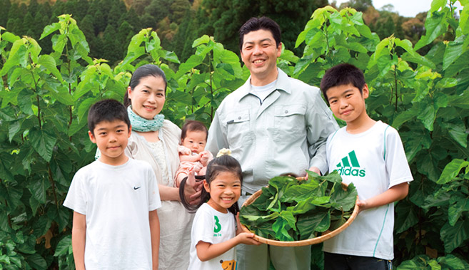 mulberry-leaf-harvest-image