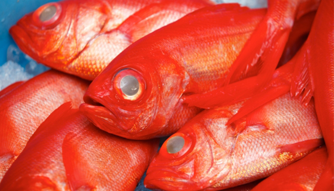 red-fish