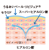 ヒアルロン酸 イメージ図