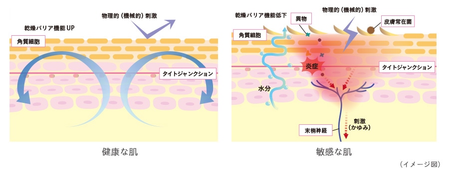 健康な肌と敏感な肌の比較