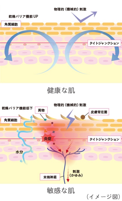 健康な肌と敏感な肌の比較