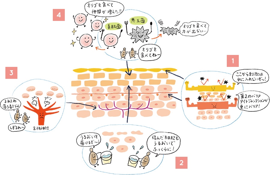 肌へのアプローチ方法のイラスト