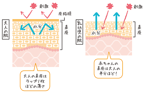 大人の肌と乳幼児の肌