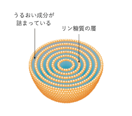 うるおい成分が詰まっているリン糖質の層