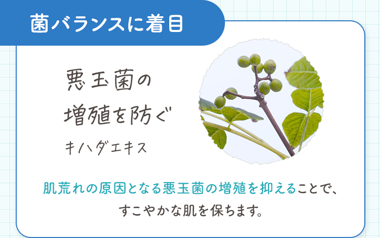 [菌バランスに着目] 悪玉菌の増殖を防ぐ キハダエキス 肌荒れの原因となる悪玉菌の増殖を抑えることで、すこやかな肌を保ちます。