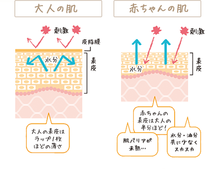 大人の肌 赤ちゃんの肌