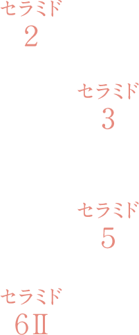 セラミド2 セラミド3 セラミド5 セラミド6II