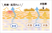 肌イメージ
