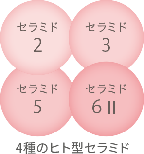 4種のヒト型セラミド