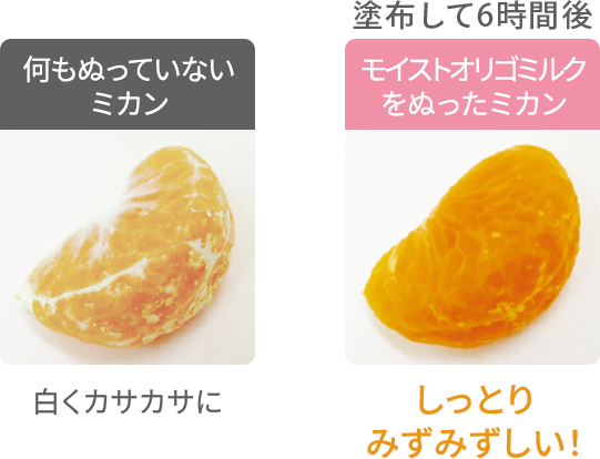 何もぬっていないミカン 白くカサカサに 塗布して6時間後の、モイストオリゴミルクをぬったミカン しっとりみずみずしい