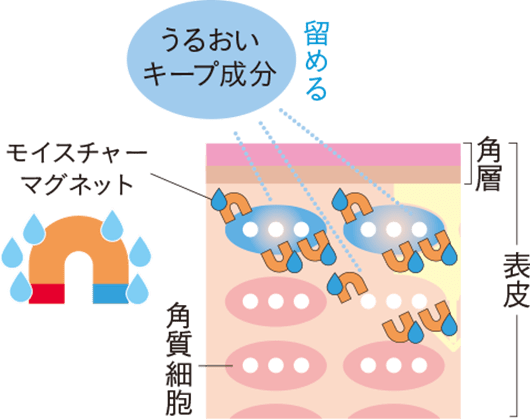 モイスチャーマグネットの図