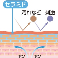 ダブルセラミド