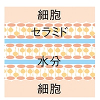 2種のセラミド