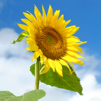 sunflower-image