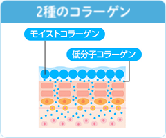 2種膠原蛋白