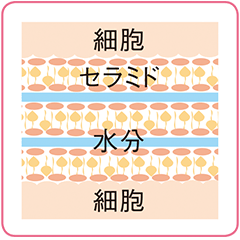 2種のセラミドimage