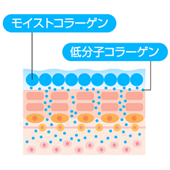 2種のコラーゲンimage