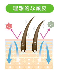 ideal-scalp-image