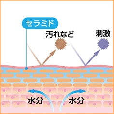 バリア機能イメージ