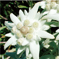 edelweiss-image