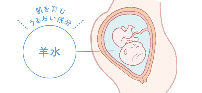 肌を育むうるおい成分 羊水