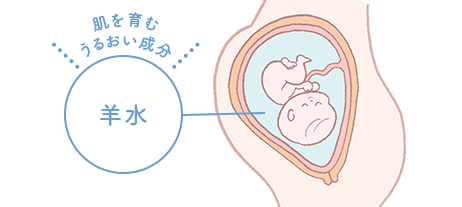 羊水 肌を育む うるおい成分