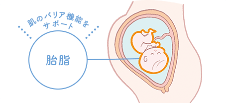 胎脂 肌のバリア機能をサポート