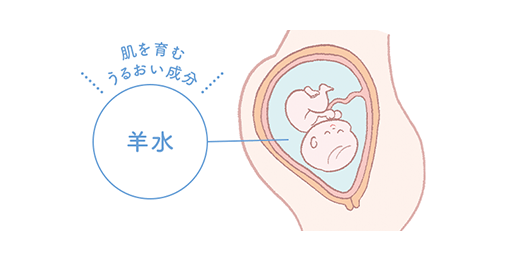 肌を育むうるおい成分 [羊水]