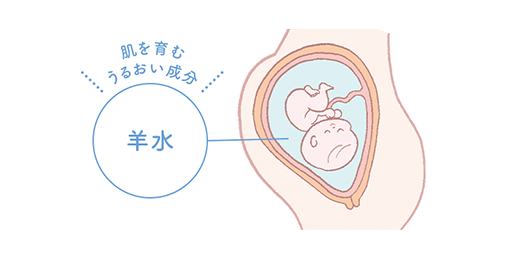 肌を育むうるおい成分 [羊水]