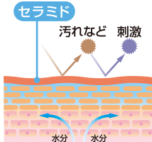 ダブルセラミド