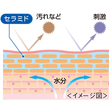 ダブルセラミド