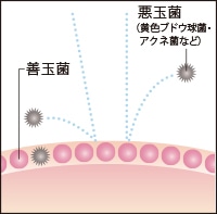 バリア機能がしっかりした肌のイメージ