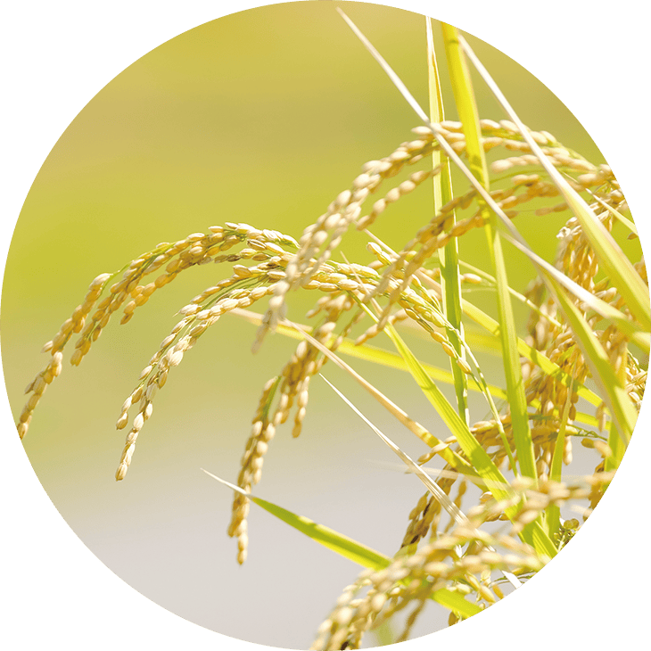 イノシトール入りの植物画像