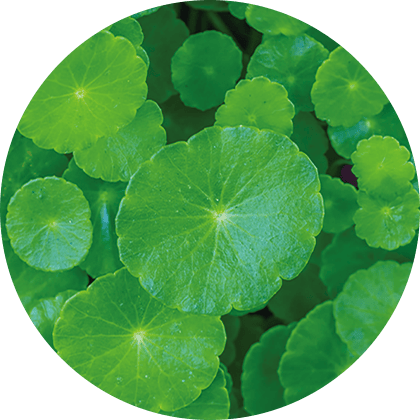 ツボクサエキス