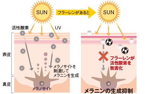 フラーレンが活性酸素を無害化