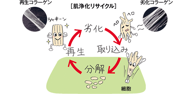 肌浄化リサイクル