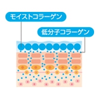 2種のコラーゲン