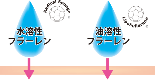 水溶性、油溶性、Wのフラーレンが浸透する