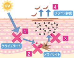 うるおい透輝ビタミンC