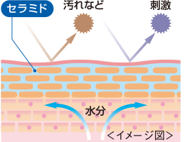 天然セラミド