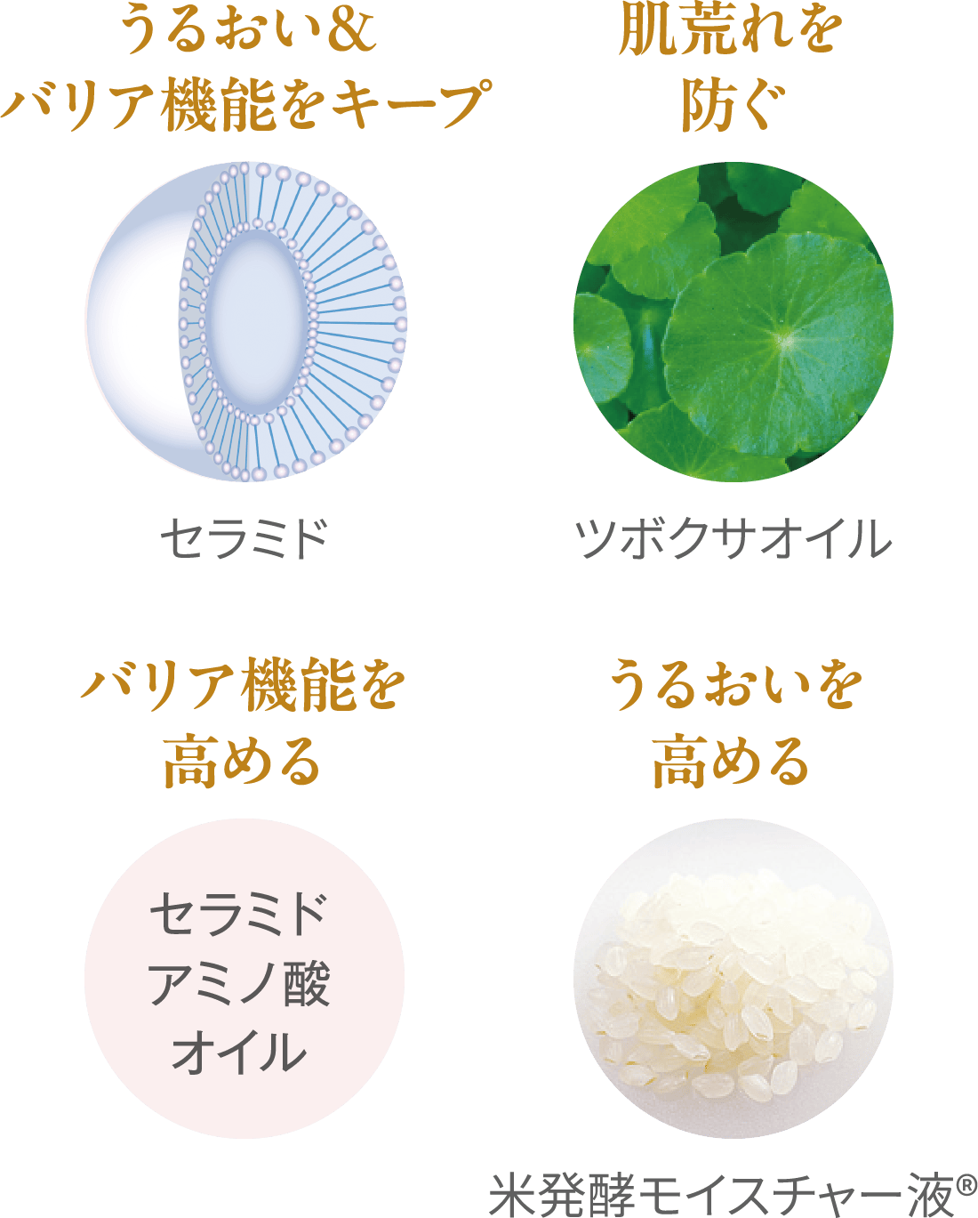 うるおい&バリア機能をキープ:セラミド / 肌荒れを防ぐ:ツボクサオイル / バリア機能を高める:セラミドアミノ酸オイル / うるおいを高める:米発酵モイスチャー液®