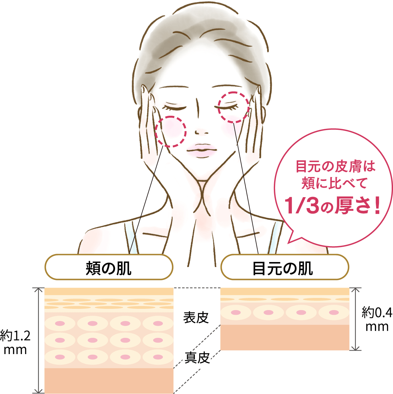 目元の皮膚は頬に比べて1/3の厚さ!