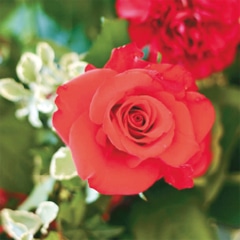 バラ花エキスimage