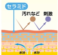 ヒト型浸透セラミド