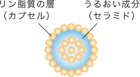 リン脂質の層でカプセル化されたセラミド