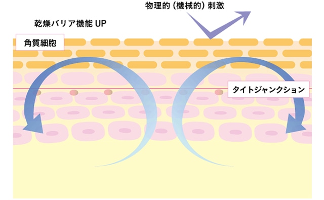 敏感肌のメカニズム