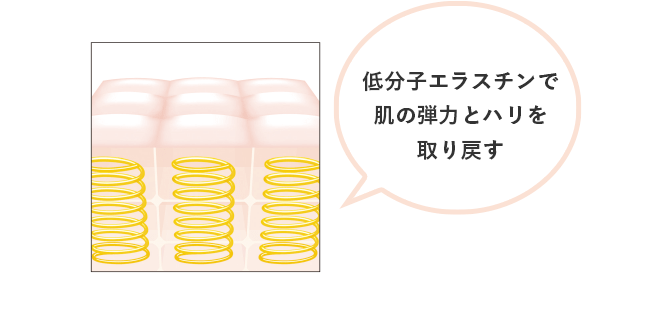 低分子エラスチンで肌の弾力とハリを取り戻す