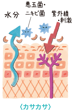 カサカサの原因